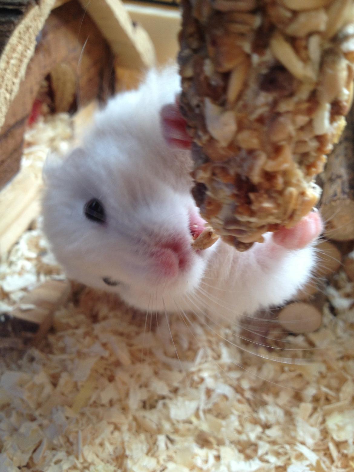 Hamster Bijou billede 8