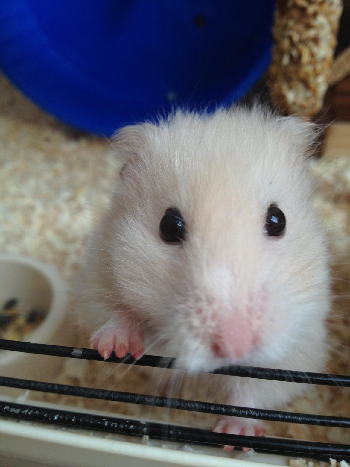 Hamster Bijou billede 9