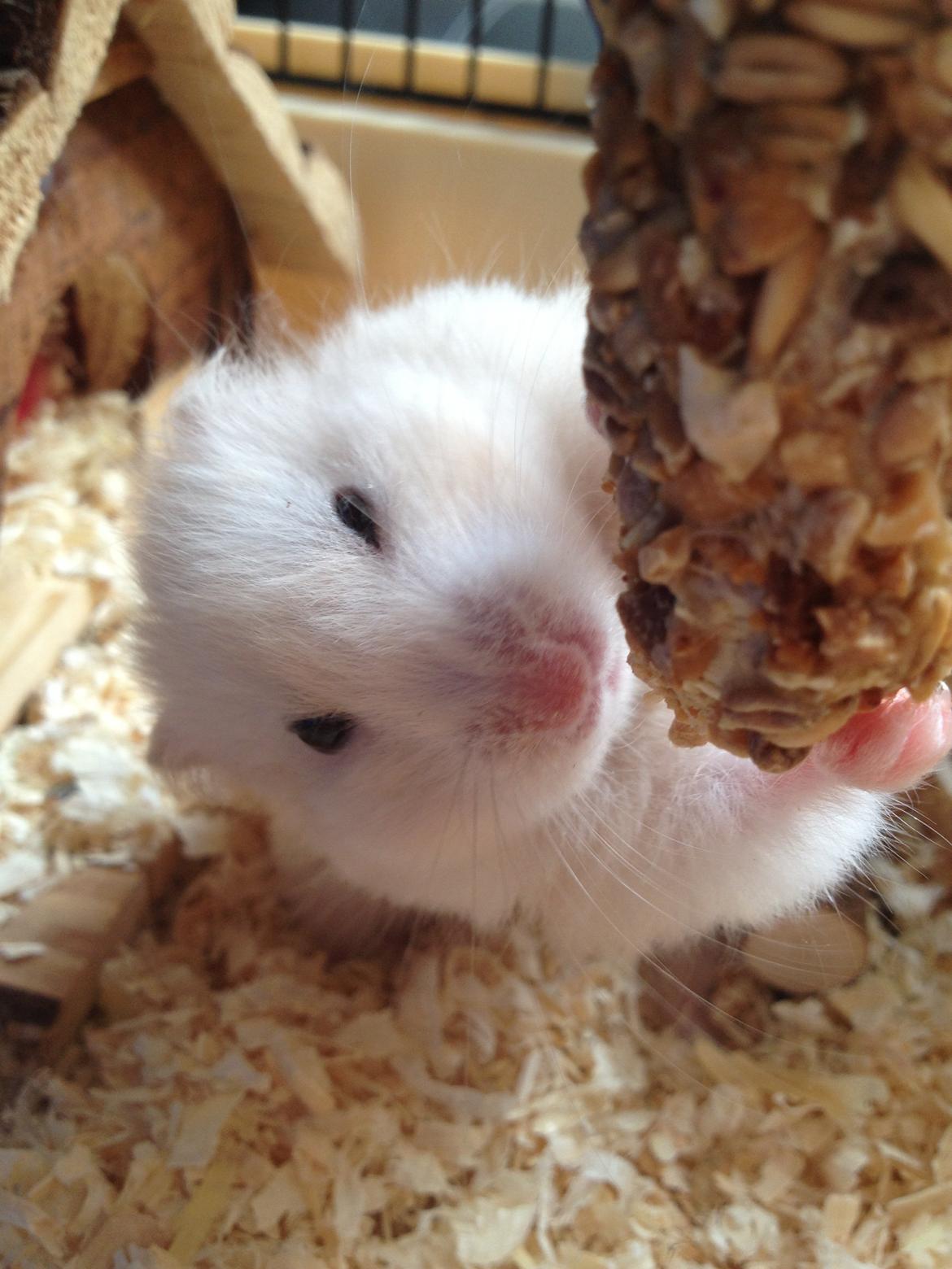 Hamster Bijou billede 10