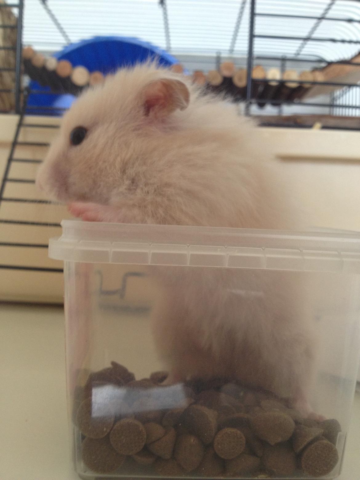 Hamster Bijou billede 11