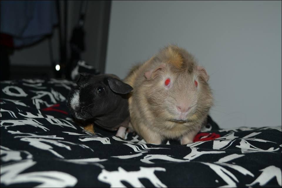 Marsvin Pumba billede 7