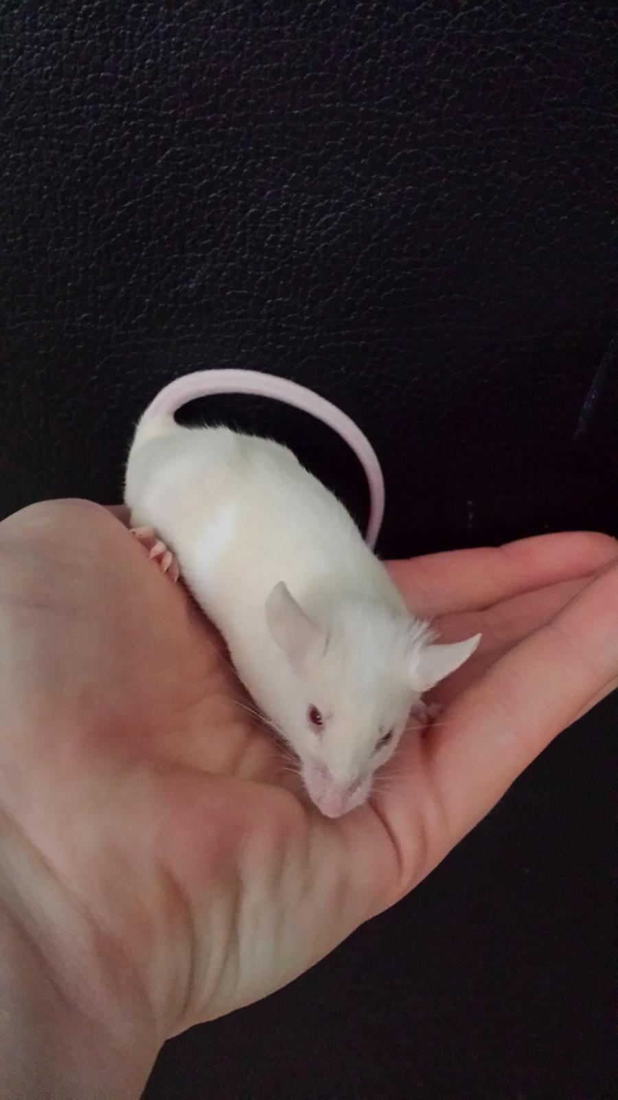 Mus Von Everland's Blondie billede 7