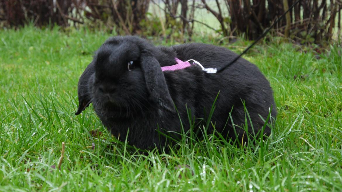 Kanin Fudjo (Himmelgnaver) billede 2