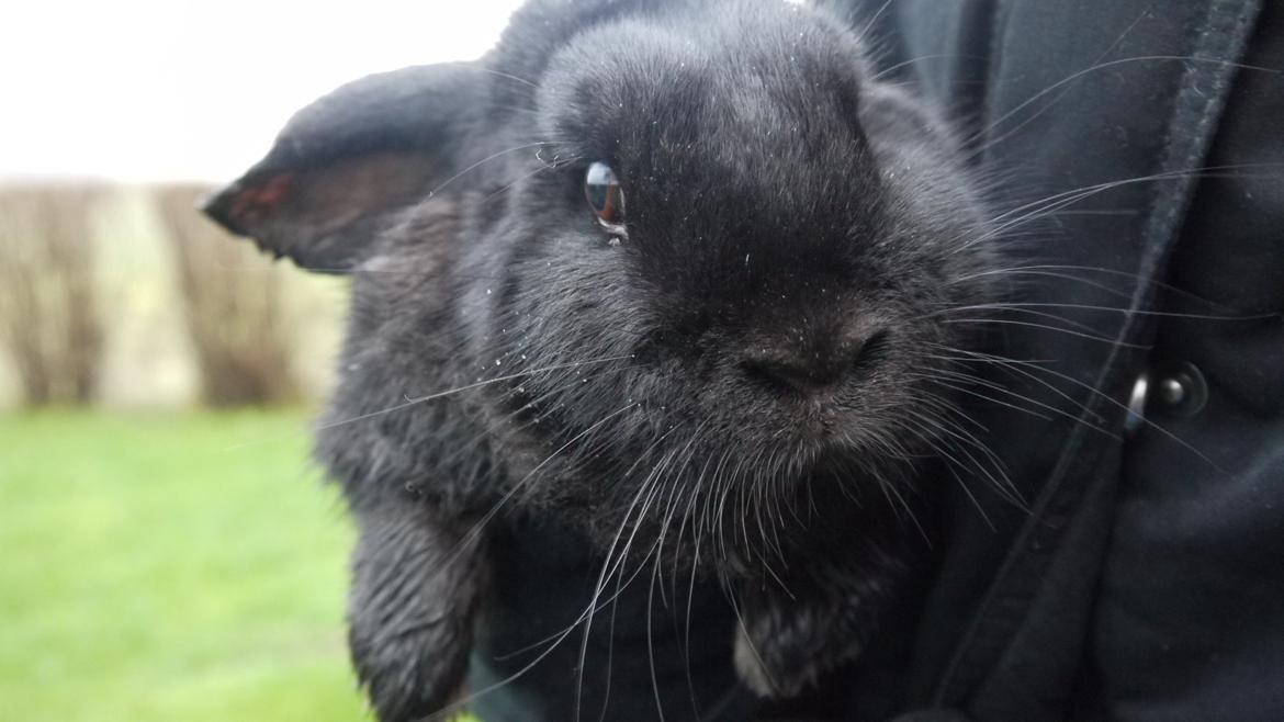 Kanin Fudjo (Himmelgnaver) - Fudjo<3 billede 3