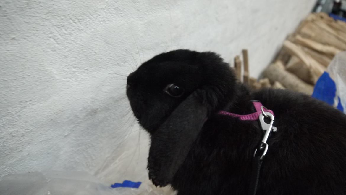 Kanin Fudjo (Himmelgnaver) - What?! xD billede 7