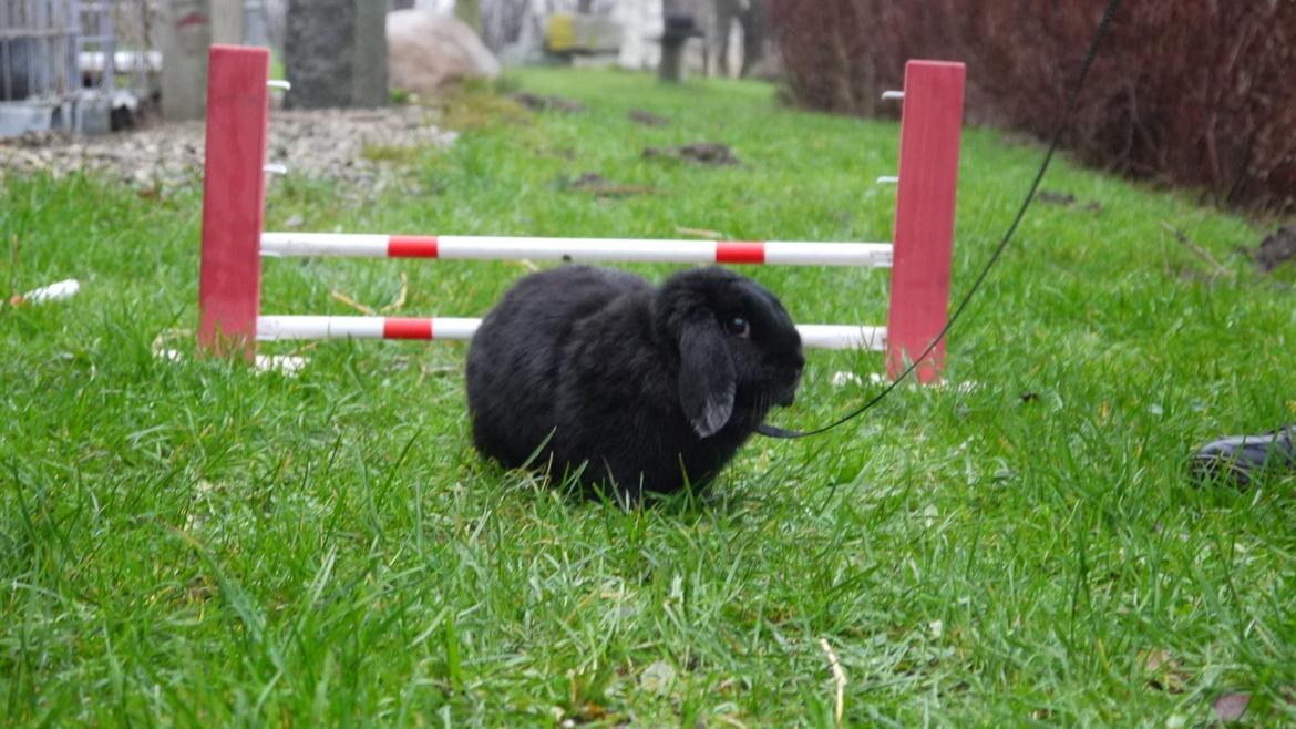 Kanin Fudjo (Himmelgnaver) - efter springet... billede 8