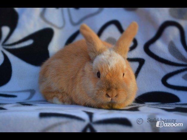 Kanin Beauty's Flying Flame R.I.P billede 1