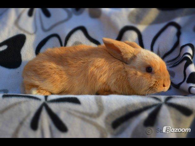 Kanin Beauty's Flying Flame R.I.P billede 2