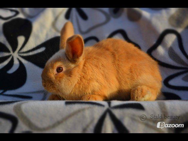 Kanin Beauty's Flying Flame R.I.P billede 3