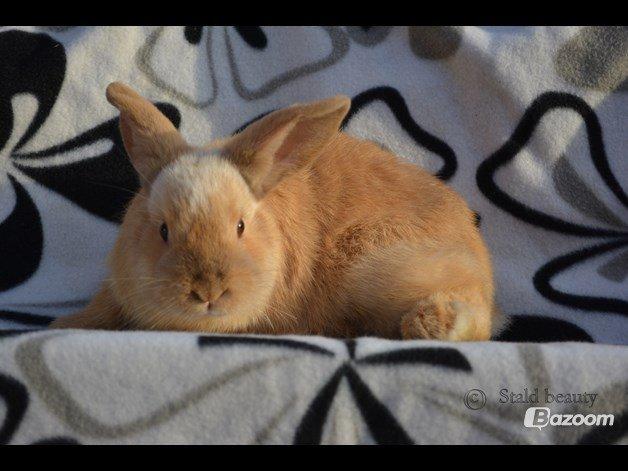 Kanin Beauty's Flying Flame R.I.P billede 4