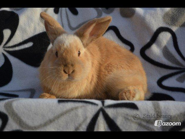 Kanin Beauty's Flying Flame R.I.P billede 5