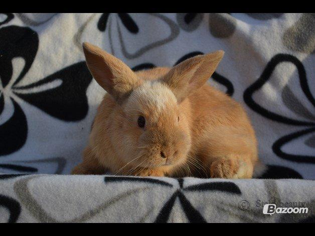 Kanin Beauty's Flying Flame R.I.P billede 6