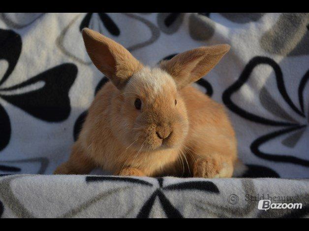 Kanin Beauty's Flying Flame R.I.P billede 7