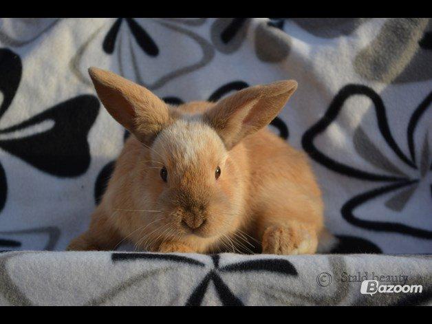 Kanin Beauty's Flying Flame R.I.P billede 8