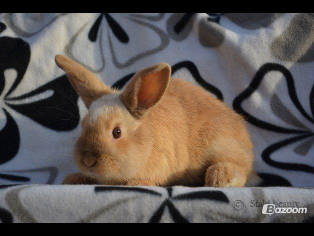 Kanin Beauty's Flying Flame R.I.P billede 9