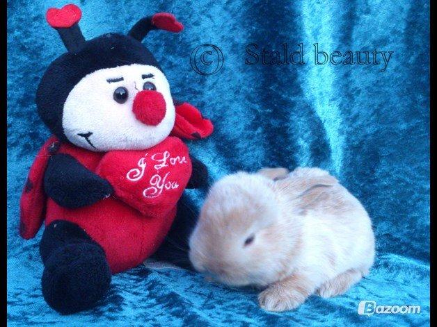 Kanin Beauty's Flying Flame R.I.P billede 10