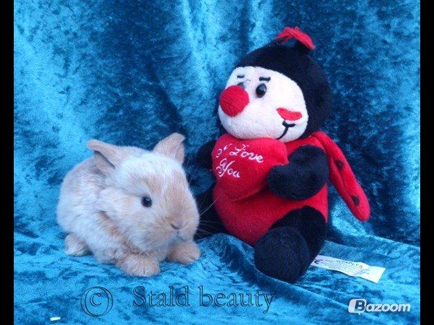 Kanin Beauty's Flying Flame R.I.P billede 11