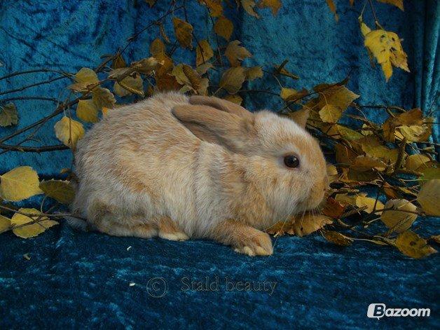 Kanin Beauty's Flying Flame R.I.P billede 12