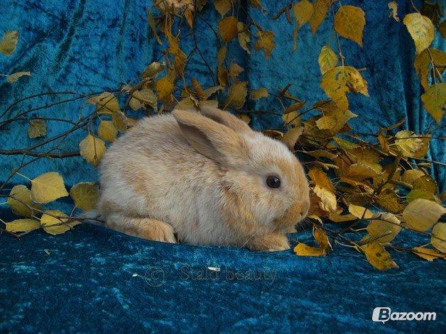 Kanin Beauty's Flying Flame R.I.P billede 13