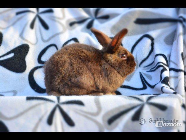 Kanin Beauty's Choko Dream R.I.P billede 1