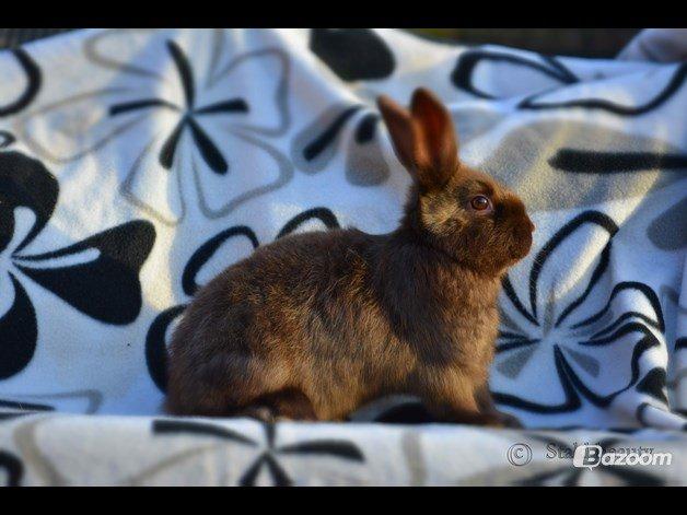 Kanin Beauty's Choko Dream R.I.P billede 2