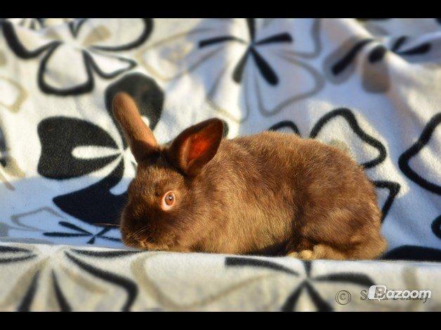 Kanin Beauty's Choko Dream R.I.P billede 3