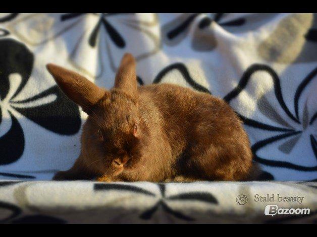 Kanin Beauty's Choko Dream R.I.P billede 4