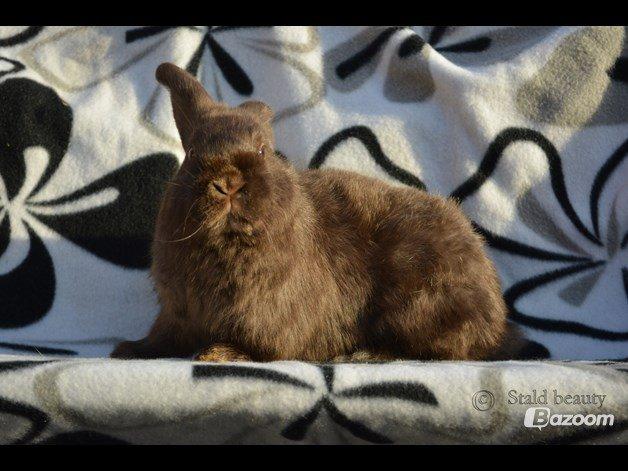 Kanin Beauty's Choko Dream R.I.P billede 5