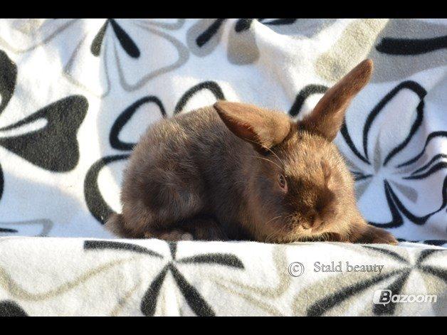 Kanin Beauty's Choko Dream R.I.P billede 7