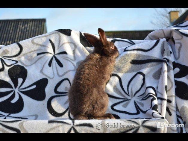 Kanin Beauty's Choko Dream R.I.P billede 8