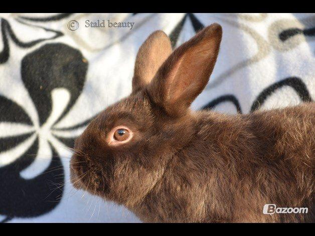 Kanin Beauty's Choko Dream R.I.P billede 9