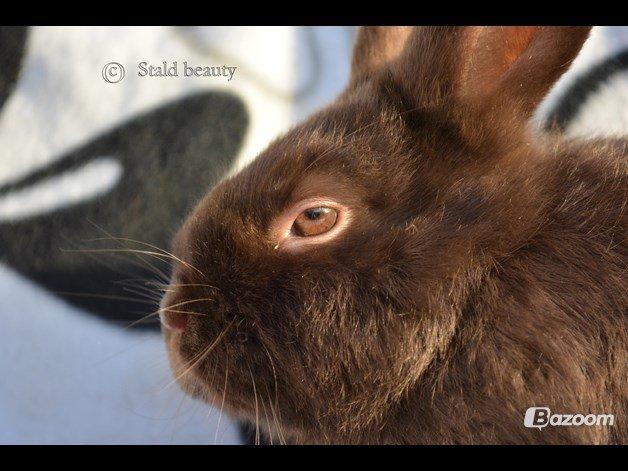 Kanin Beauty's Choko Dream R.I.P billede 10