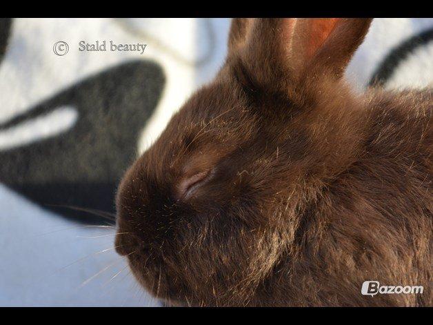 Kanin Beauty's Choko Dream R.I.P billede 11