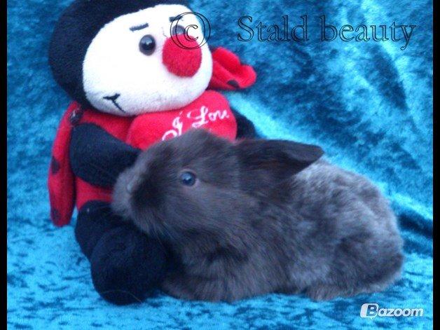 Kanin Beauty's Choko Dream R.I.P billede 12