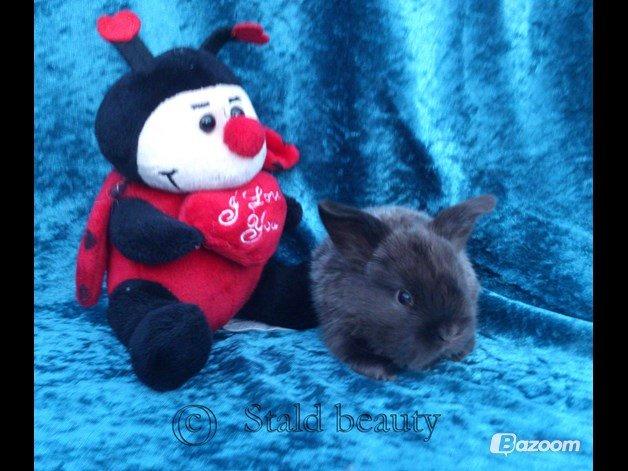 Kanin Beauty's Choko Dream R.I.P billede 13