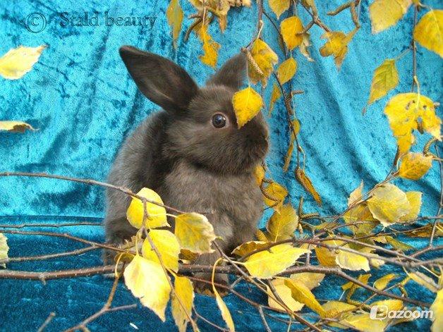 Kanin Beauty's Choko Dream R.I.P billede 14