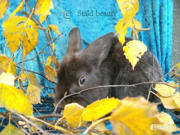 Kanin Beauty's Choko Dream R.I.P billede 15