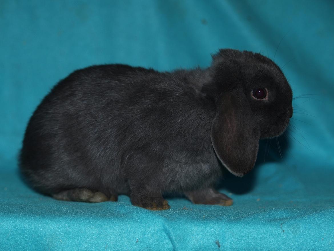 Kanin Hedebos Boris billede 1