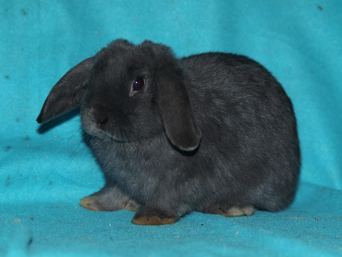 Kanin Hedebos Boris billede 2