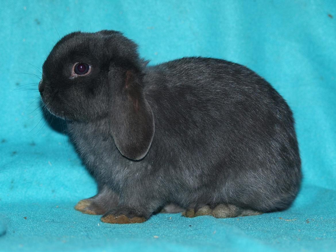 Kanin Hedebos Boris billede 3