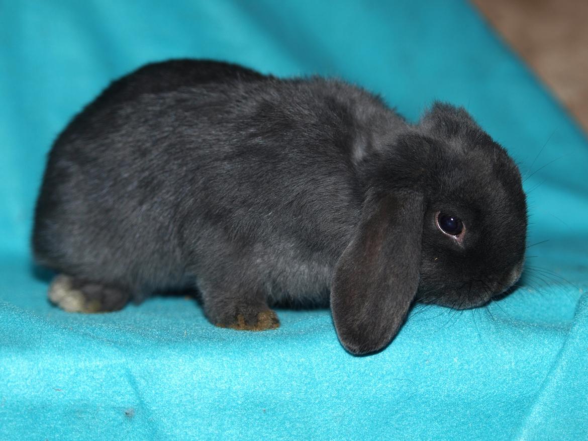 Kanin Hedebos Boris billede 4