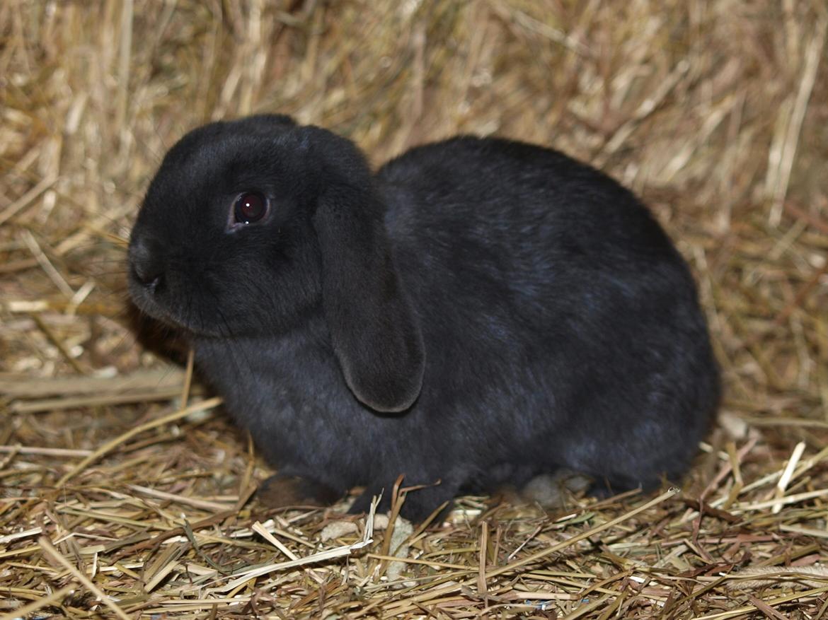Kanin Hedebos Boris billede 5