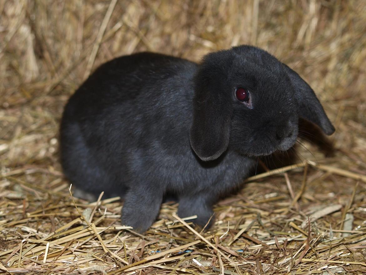 Kanin Hedebos Boris billede 6