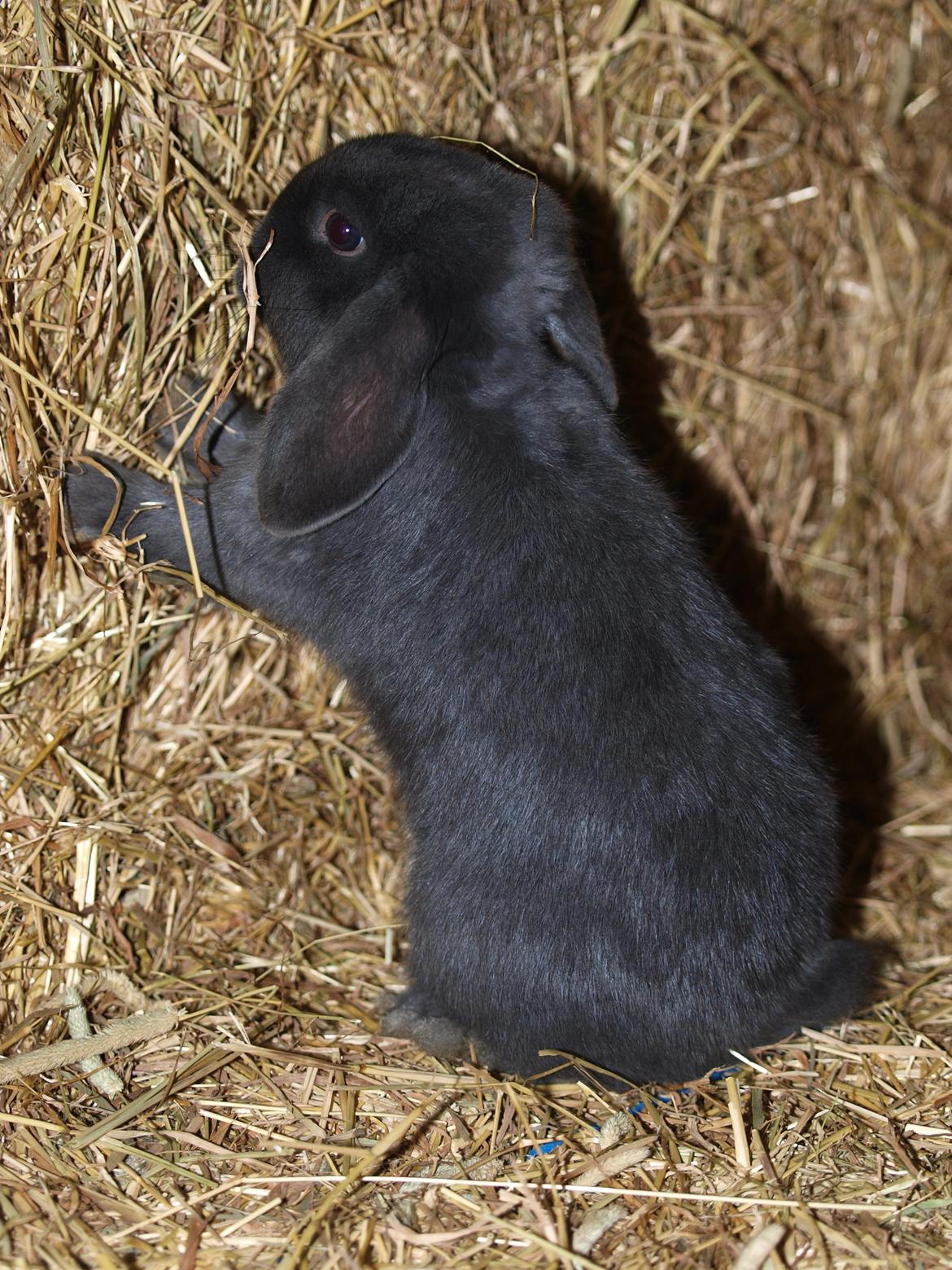 Kanin Hedebos Boris billede 7