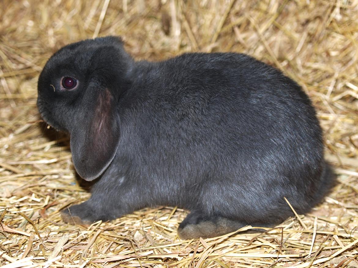 Kanin Hedebos Boris billede 8
