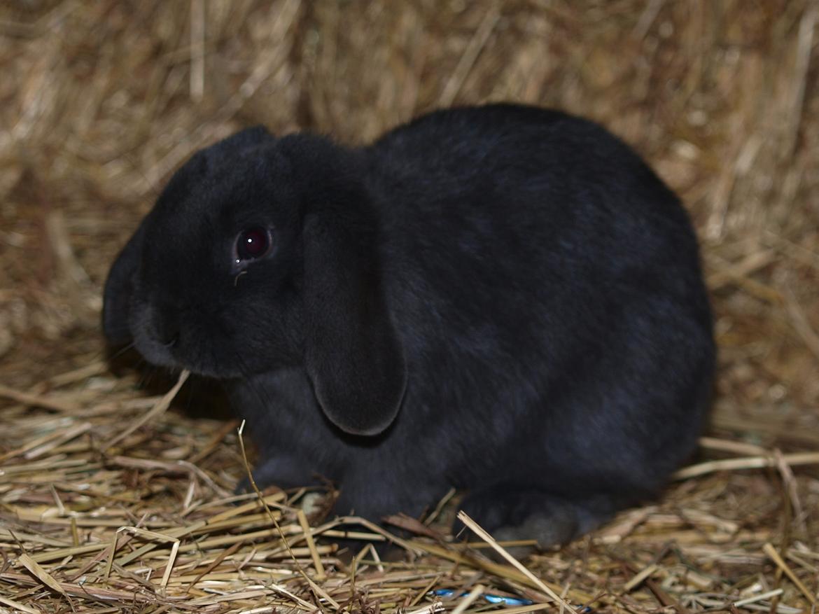 Kanin Hedebos Boris billede 9