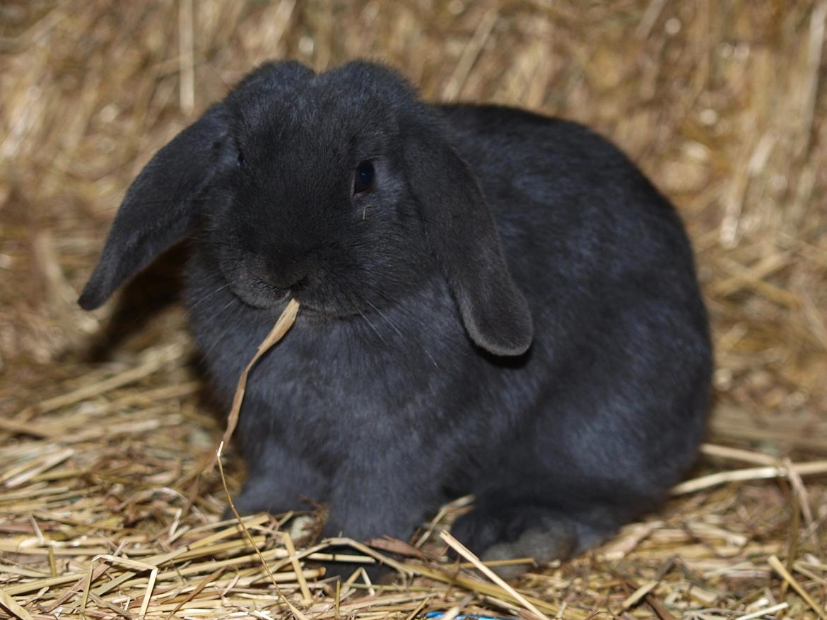 Kanin Hedebos Boris billede 10