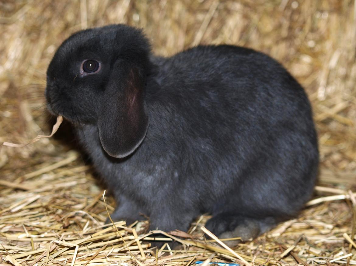 Kanin Hedebos Boris billede 11