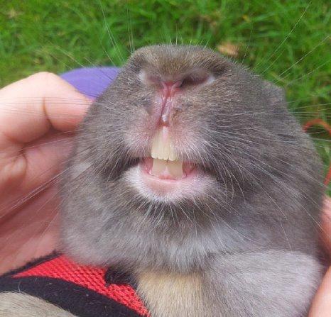 Kanin Trunte - trunte viser sine tænder :-) billede 1