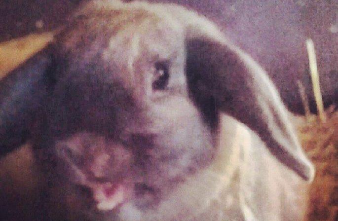 Kanin Trunte - lille trunte er blevet lidt træt billede 2